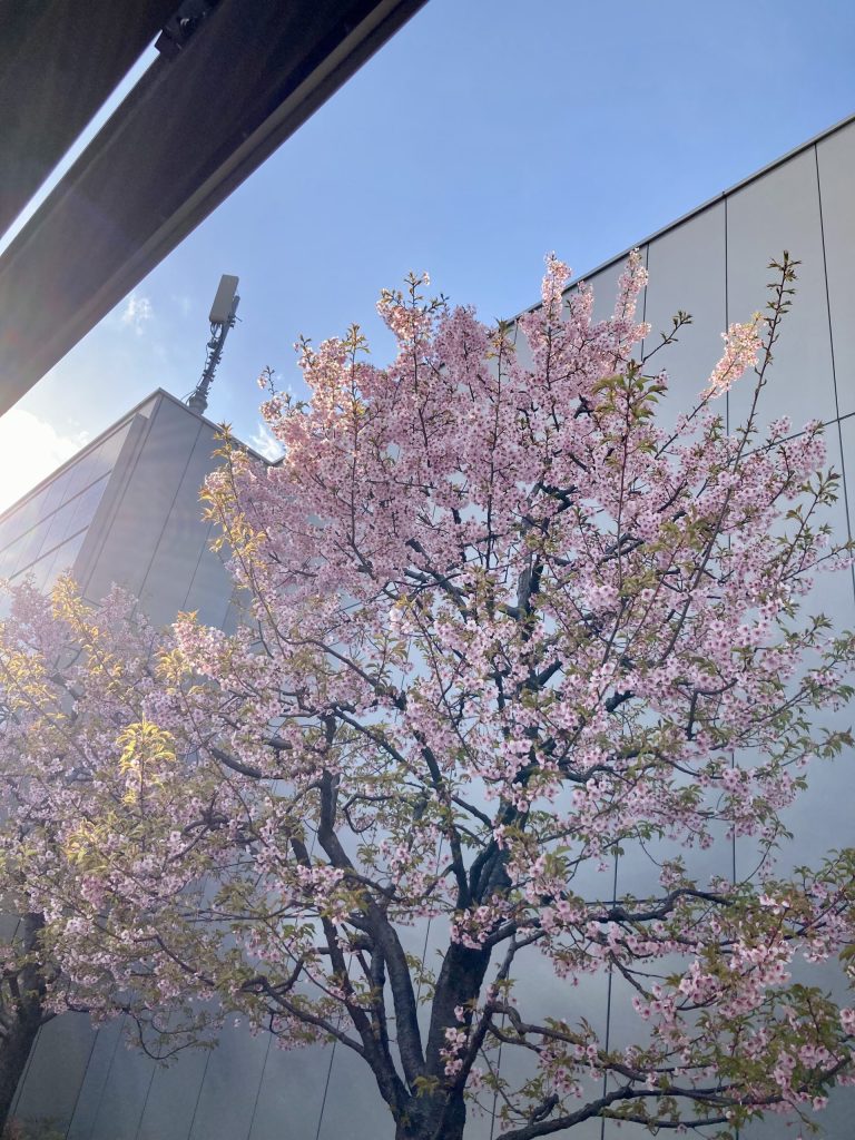 銀座シックスの屋上庭園で早咲きの桜