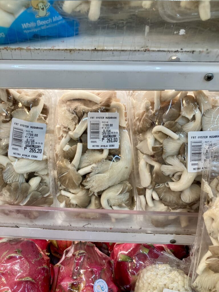 平茸 Oyster mushroom フィリピン